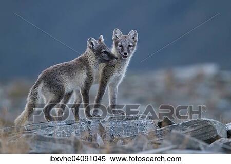 Stock Photography - Arctic fox (Vulpes lagopus) puppies in the Fell, Dovrefjell, Norway, Europe. Fotosearch