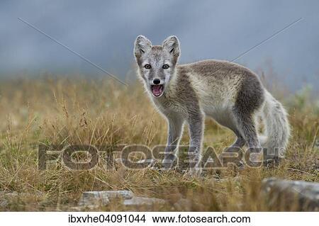 Arctic fox (Vulpes lagopus), puppy in the Fell, open mouth, Dovrefjell, Norway, Europe View Large Photo Image Picture - Arctic fox (Vulpes lagopus), puppy in the Fell, open mouth, Dovrefjell, Norway, Europe. Fotosearch