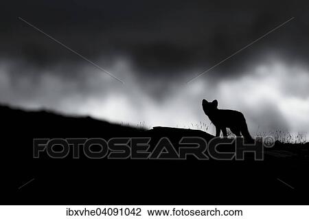 Stock Image - Arctic fox (Vulpes lagopus), puppy in the Fell, silhouette against clouds, Dovrefjell, Norway, Europe. Fotosearch