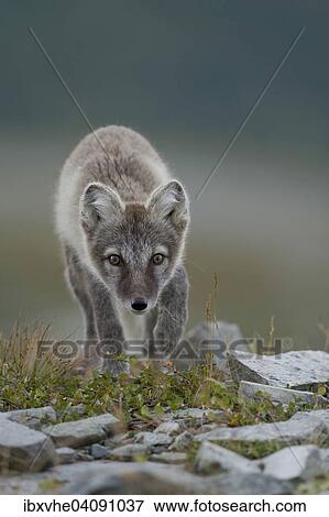 Arctic fox (Vulpes lagopus), puppy in the Fell, Dovrefjell, Norway, Europe View Large Photo Image Stock Photo - Arctic fox (Vulpes lagopus), puppy in the Fell, Dovrefjell, Norway, Europe. Fotosearch