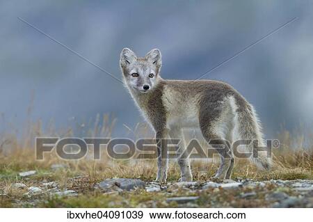 Stock Photo - Arctic fox (Vulpes lagopus), puppy looking over shoulder in the Fell, Dovrefjell, Norway, Europe. Fotosearch