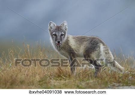 Stock Photo - Arctic fox (Vulpes lagopus), puppy with tongue out, in the Fell, Dovrefjell, Norway, Europe. Fotosearch