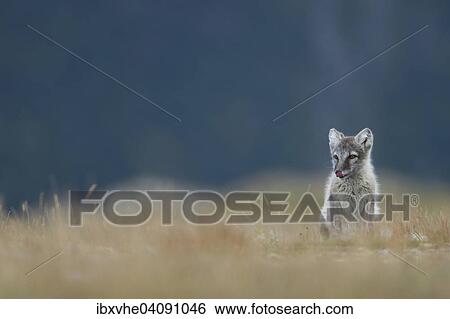 Stock Photograph - Arctic fox (Vulpes lagopus), puppy with tongue out, Dovrefjell, Norway, Europe. Fotosearch