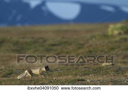 Stock Image - Arctic fox (Vulpes lagopus), running, Spitsbergen, Svalbard, Norway, Europe. Fotosearch