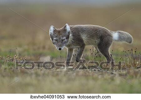 Arctic fox (Vulpes lagopus) stalking, Spitsbergen, Svalbard, Norway, Europe View Large Photo Image Stock Image - Arctic fox (Vulpes lagopus) stalking, Spitsbergen, Svalbard, Norway, Europe. Fotosearch