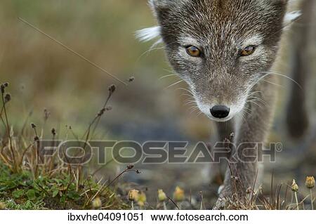 Arctic fox (Vulpes lagopus), Spitsbergen, Svalbard, Norway, Europe View Large Photo Image Stock Image - Arctic fox (Vulpes lagopus), Spitsbergen, Svalbard, Norway, Europe. Fotosearch