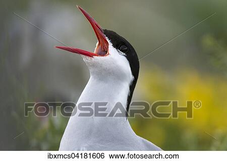 Arctic Tern (Sterna paradisaea), adult, calling, Schleswig-Holstein, Germany, Europe View Large Photo Image Stock Photograph - Arctic Tern (Sterna paradisaea), adult, calling, Schleswig-Holstein, Germany, Europe. Fotosearch