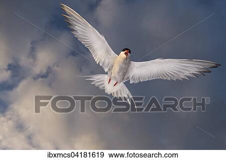 Arctic Tern (Sterna paradisaea) in flight, Schleswig-Holstein, Germany, Europe View Large Photo Image Stock Photo - Arctic Tern (Sterna paradisaea) in flight, Schleswig-Holstein, Germany, Europe. Fotosearch