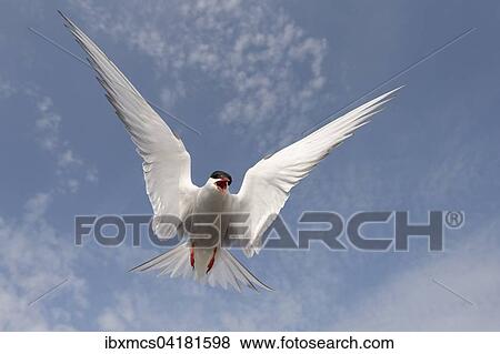 Arctic Tern (Sterna paradisaea), attacking adult in flight, Schleswig-Holstein, Germany, Europe View Large Photo Image Stock Photo - Arctic Tern (Sterna paradisaea), attacking adult in flight, Schleswig-Holstein, Germany, Europe. Fotosearch