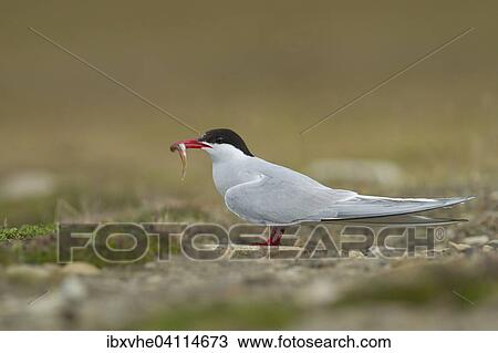 Arctic Tern (Sterna paradisaea) with fish in its beak, Longyearbyen, Spitsbergen, Norway, Europe View Large Photo Image Stock Image - Arctic Tern (Sterna paradisaea) with fish in its beak, Longyearbyen, Spitsbergen, Norway, Europe. Fotosearch