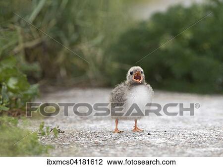 Arctic Tern (Sterna paradisaea), young bird, calling, Schleswig-Holstein, Germany, Europe View Large Photo Image Stock Image - Arctic Tern (Sterna paradisaea), young bird, calling, Schleswig-Holstein, Germany, Europe. Fotosearch
