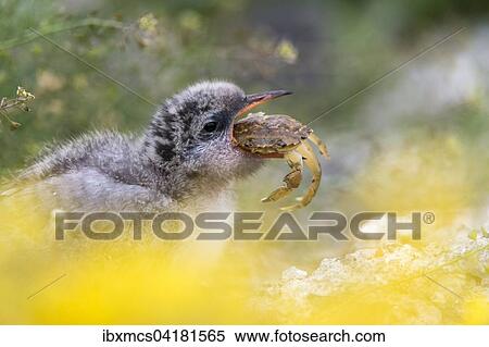 Arctic Tern (Sterna paradisaea), young bird with food, Schleswig-Holstein, Germany, Europe View Large Photo Image Stock Photography - Arctic Tern (Sterna paradisaea), young bird with food, Schleswig-Holstein, Germany, Europe. Fotosearch