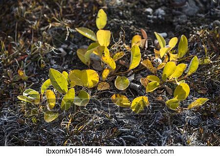 Stock Photograph - Arctic Willow (Salix arctica) in autumn colour, Kejser Franz Joseph Fjord, Northeast Greenland National Park, Greenland, North America. Fotosearch