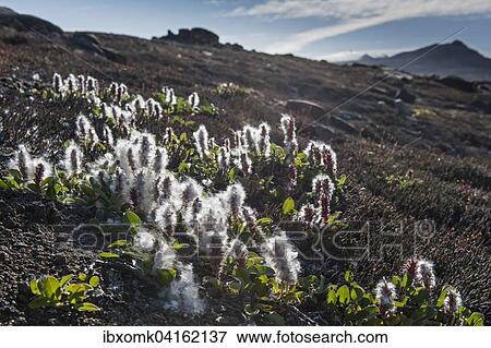 Arctic Willow (Salix arctica), Northeast Greenland National Park, Greenland, North America View Large Photo Image Stock Photo - Arctic Willow (Salix arctica), Northeast Greenland National Park, Greenland, North America. Fotosearch