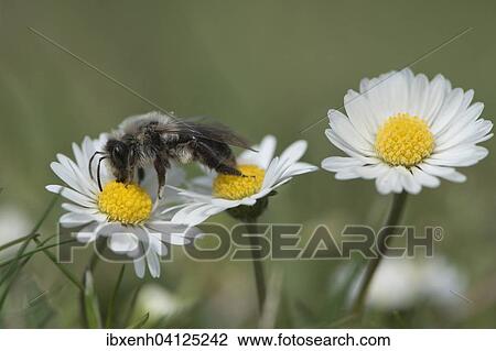 Ashy mining bee (Andrena cineraria), Emsland, Lower Saxony, Germany, Europe View Large Photo Image Stock Image - Ashy mining bee (Andrena cineraria), Emsland, Lower Saxony, Germany, Europe. Fotosearch