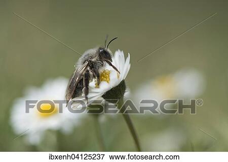 Stock Photo - Ashy mining bee (Andrena cineraria), Emsland, Lower Saxony, Germany, Europe. Fotosearch