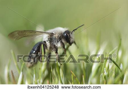 Stock Photo - Ashy mining bee (Andrena cineraria), Emsland, Lower Saxony, Germany, Europe. Fotosearch
