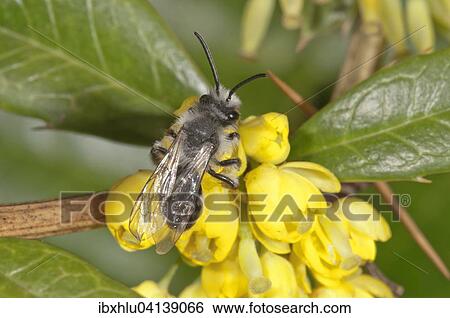 Ashy Mining Bee (Andrena cineraria) foraging for nectar on Barberry (Berberis vulgaris), Baden-Wurttemberg, Germany, Europe View Large Photo Image Stock Photograph - Ashy Mining Bee (Andrena cineraria) foraging for nectar on Barberry (Berberis vulgaris), Baden-Wurttemberg, Germany, Europe. Fotosearch