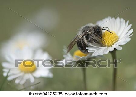 Stock Photography - Ashy mining bee (Andrena cineraria), Emsland, Lower Saxony, Germany, Europe. Fotosearch