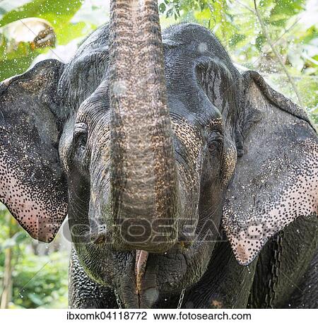 Stock Image - Asian Elephant (Elephas maximus), working elephant, spraying itself with water, Kerala, India, Asia. Fotosearch