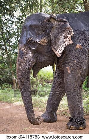 Asian Elephant (Elephas maximus), working elephant, Kerala, India, Asia View Large Photo Image Stock Image - Asian Elephant (Elephas maximus), working elephant, Kerala, India, Asia. Fotosearch