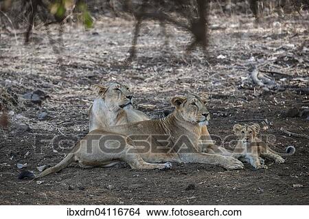 Asiatic lion (Panthera leo persica), female, lioness with her cubs, Gir Interpretation Zone or Devalia Safari Park, Gir Forest National Park, Gir Forest National Park, Gujarat, India, Asia View Large Photo Image Picture - Asiatic lion (Panthera leo persica), female, lioness with her cubs, Gir Interpretation Zone or Devalia Safari Park, Gir Forest National Park, Gir Forest National Park, Gujarat, India, Asia. Fotosearch