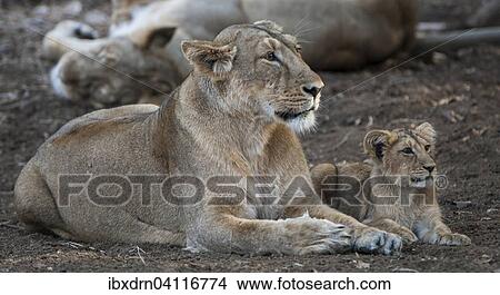 Asiatic lion (Panthera leo persica), female, lioness with cub, Gir Interpretation Zone or Devalia Safari Park, Gir Forest National Park, Gir Forest National Park, Gujarat, India, Asia View Large Photo Image Picture - Asiatic lion (Panthera leo persica), female, lioness with cub, Gir Interpretation Zone or Devalia Safari Park, Gir Forest National Park, Gir Forest National Park, Gujarat, India, Asia. Fotosearch