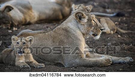 Asiatic lion (Panthera leo persica), female, lioness with young, Gir Interpretation Zone Or Devalia Safari Park, Gir Forest National Park, Gir Forest National Park, Gujarat, India, Asia View Large Photo Image Picture - Asiatic lion (Panthera leo persica), female, lioness with young, Gir Interpretation Zone Or Devalia Safari Park, Gir Forest National Park, Gir Forest National Park, Gujarat, India, Asia. Fotosearch
