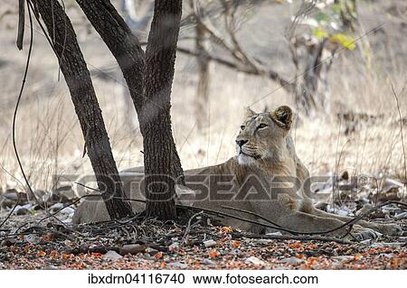 Asiatic lion (Panthera leo persica) resting under a tree, female, Gir Interpretation Zone or Devalia, Gir Forest National Park, Gir Forest National Park, Gujarat, India, Asia View Large Photo Image Stock Image - Asiatic lion (Panthera leo persica) resting under a tree, female, Gir Interpretation Zone or Devalia, Gir Forest National Park, Gir Forest National Park, Gujarat, India, Asia. Fotosearch