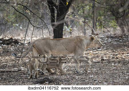 Asiatic lion (Panthera leo persica), female, lioness with her cubs, Gir Interpretation Zone or Devalia Safari Park, Gir Forest National Park, Gir Forest National Park, Gujarat, India, Asia View Large Photo Image Stock Image - Asiatic lion (Panthera leo persica), female, lioness with her cubs, Gir Interpretation Zone or Devalia Safari Park, Gir Forest National Park, Gir Forest National Park, Gujarat, India, Asia. Fotosearch