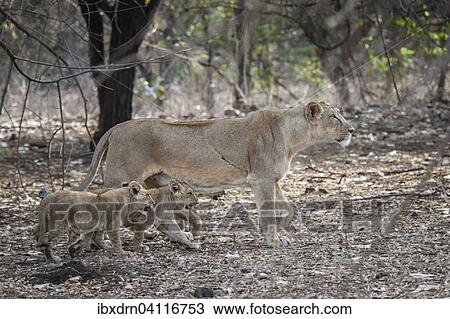 Asiatic lion (Panthera leo persica), female, lioness with her cubs, Gir Interpretation Zone or Devalia Safari Park, Gir Forest National Park, Gir Forest National Park, Gujarat, India, Asia View Large Photo Image Stock Image - Asiatic lion (Panthera leo persica), female, lioness with her cubs, Gir Interpretation Zone or Devalia Safari Park, Gir Forest National Park, Gir Forest National Park, Gujarat, India, Asia. Fotosearch