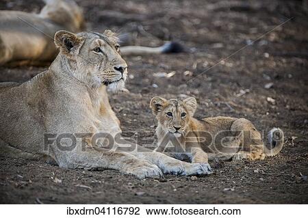 Asiatic lion (Panthera leo persica), female, lioness with cub, Gir Interpretation Zone or Devalia Safari Park, Gir Forest National Park, Gir Forest National Park, Gujarat, India, Asia View Large Photo Image Stock Image - Asiatic lion (Panthera leo persica), female, lioness with cub, Gir Interpretation Zone or Devalia Safari Park, Gir Forest National Park, Gir Forest National Park, Gujarat, India, Asia. Fotosearch