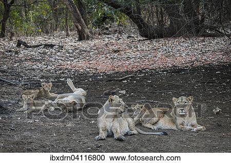 Asiatic lion (Panthera leo persica), female, lioness with her cubs, Gir Interpretation Zone or Devalia Safari Park, Gir Forest National Park, Gir Forest National Park, Gujarat, India, Asia View Large Photo Image Stock Image - Asiatic lion (Panthera leo persica), female, lioness with her cubs, Gir Interpretation Zone or Devalia Safari Park, Gir Forest National Park, Gir Forest National Park, Gujarat, India, Asia. Fotosearch