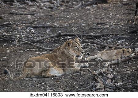 Stock Image - Asiatic lion (Panthera leo persica), female, lioness with cub, Gir Interpretation Zone or Devalia Safari Park, Gir Forest National Park, Gir Forest National Park, Gujarat, India, Asia. Fotosearch