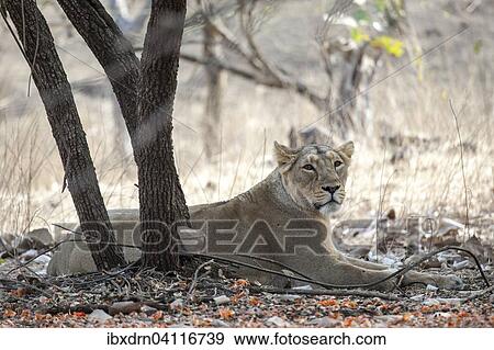 Asiatic lion (Panthera leo persica) lying down under a tree, female, Gir Interpretation Zone or Devalia, Gir Forest National Park, Gir Forest National Park, Gujarat, India, Asia View Large Photo Image Stock Photo - Asiatic lion (Panthera leo persica) lying down under a tree, female, Gir Interpretation Zone or Devalia, Gir Forest National Park, Gir Forest National Park, Gujarat, India, Asia. Fotosearch