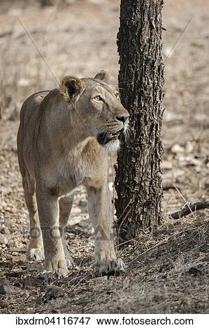 Asiatic lion (Panthera leo persica), female, Gir Interpretation Zone or Devalia, Gir Forest National Park, Gir Forest National Park, Gujarat, India, Asia View Large Photo Image Stock Photo - Asiatic lion (Panthera leo persica), female, Gir Interpretation Zone or Devalia, Gir Forest National Park, Gir Forest National Park, Gujarat, India, Asia. Fotosearch