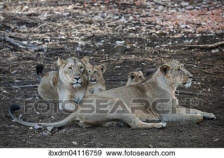 Stock Photo - Asiatic lion (Panthera leo persica), female, lioness with her cubs, Gir Interpretation Zone or Devalia Safari Park, Gir Forest National Park, Gir Forest National Park, Gujarat, India, Asia. Fotosearch