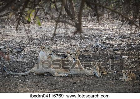Asiatic lion (Panthera leo persica), female, lioness with her cubs, Gir Interpretation Zone or Devalia Safari Park, Gir Forest National Park, Gir Forest National Park, Gujarat, India, Asia View Large Photo Image Stock Photo - Asiatic lion (Panthera leo persica), female, lioness with her cubs, Gir Interpretation Zone or Devalia Safari Park, Gir Forest National Park, Gir Forest National Park, Gujarat, India, Asia. Fotosearch