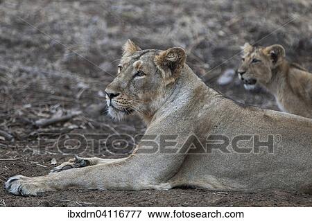 Asiatic lion (Panthera leo persica), female, lioness with cub, Gir Interpretation Zone or Devalia Safari Park, Gir Forest National Park, Gir Forest National Park, Gujarat, India, Asia View Large Photo Image Stock Photo - Asiatic lion (Panthera leo persica), female, lioness with cub, Gir Interpretation Zone or Devalia Safari Park, Gir Forest National Park, Gir Forest National Park, Gujarat, India, Asia. Fotosearch