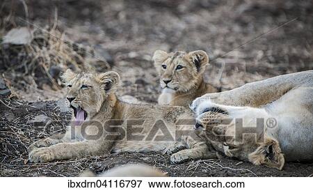 Stock Photo - Asiatic lion (Panthera leo persica), female, lioness with her cubs, Gir Interpretation Zone or Devalia Safari Park, Gir Forest National Park, Gir Forest National Park, Gujarat, India, Asia. Fotosearch