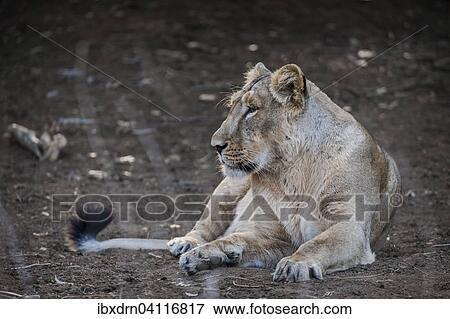 Asiatic lion (Panthera leo persica), female, Gir Interpretation Zone or Devalia, Gir Forest National Park, Gir Forest National Park, Gujarat, India, Asia View Large Photo Image Stock Photo - Asiatic lion (Panthera leo persica), female, Gir Interpretation Zone or Devalia, Gir Forest National Park, Gir Forest National Park, Gujarat, India, Asia. Fotosearch