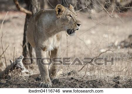Asiatic lion (Panthera leo persica), female, Gir Interpretation Zone or Devalia, Gir Forest National Park, Gir Forest National Park, Gujarat, India, Asia View Large Photo Image Stock Photograph - Asiatic lion (Panthera leo persica), female, Gir Interpretation Zone or Devalia, Gir Forest National Park, Gir Forest National Park, Gujarat, India, Asia. Fotosearch
