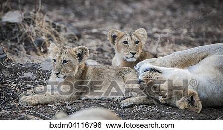 Asiatic lion (Panthera leo persica), female, lioness with her cubs, Gir Interpretation Zone or Devalia Safari Park, Gir Forest National Park, Gir Forest National Park, Gujarat, India, Asia View Large Photo Image Stock Photograph - Asiatic lion (Panthera leo persica), female, lioness with her cubs, Gir Interpretation Zone or Devalia Safari Park, Gir Forest National Park, Gir Forest National Park, Gujarat, India, Asia. Fotosearch
