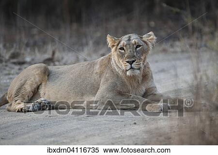Asiatic lion (Panthera leo persica) lying on a dirt path, female, Gir Interpretation Zone or Devalia, Gir Forest National Park, Gir Forest National Park, Gujarat, India, Asia View Large Photo Image Stock Photography - Asiatic lion (Panthera leo persica) lying on a dirt path, female, Gir Interpretation Zone or Devalia, Gir Forest National Park, Gir Forest National Park, Gujarat, India, Asia. Fotosearch