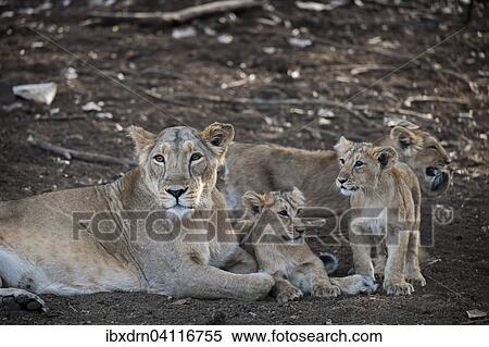 Stock Photography - Asiatic lion (Panthera leo persica), female, lioness with her cubs, Gir Interpretation Zone or Devalia Safari Park, Gir Forest National Park, Gir Forest National Park, Gujarat, India, Asia. Fotosearch
