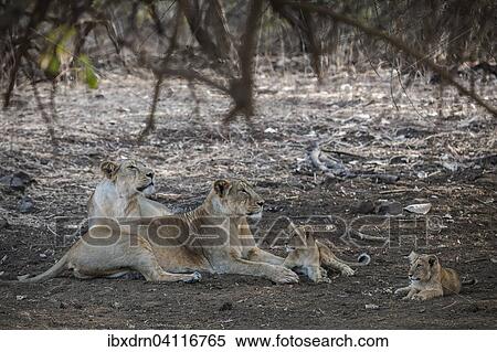 Asiatic lion (Panthera leo persica), female, lioness with her cubs, Gir Interpretation Zone or Devalia Safari Park, Gir Forest National Park, Gir Forest National Park, Gujarat, India, Asia View Large Photo Image Stock Photography - Asiatic lion (Panthera leo persica), female, lioness with her cubs, Gir Interpretation Zone or Devalia Safari Park, Gir Forest National Park, Gir Forest National Park, Gujarat, India, Asia. Fotosearch