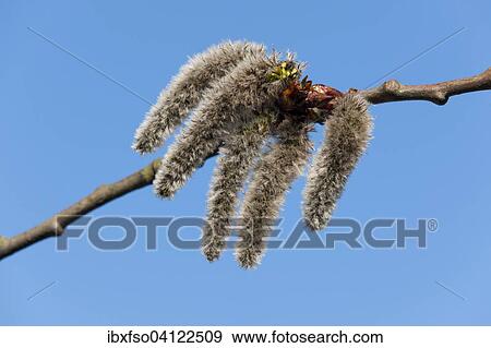 Aspen (Populus tremula), male catkins, Lower Saxony, Germany, Europe View Large Photo Image Stock Photo - Aspen (Populus tremula), male catkins, Lower Saxony, Germany, Europe. Fotosearch