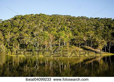 Atlantic forest, Barra do Pirai, Rio de Janeiro State, Brazil, South America View Large Photo Image Stock Image - Atlantic forest, Barra do Pirai, Rio de Janeiro State, Brazil, South America. Fotosearch