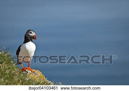Atlantic puffin (Fratercula arctica), Lundi, Iceland, Europe View Large Photo Image Stock Image - Atlantic puffin (Fratercula arctica), Lundi, Iceland, Europe. Fotosearch