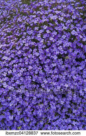 Stock Photo - Aubrieta (Aubrieta), Bavaria, Germany, Europe. Fotosearch